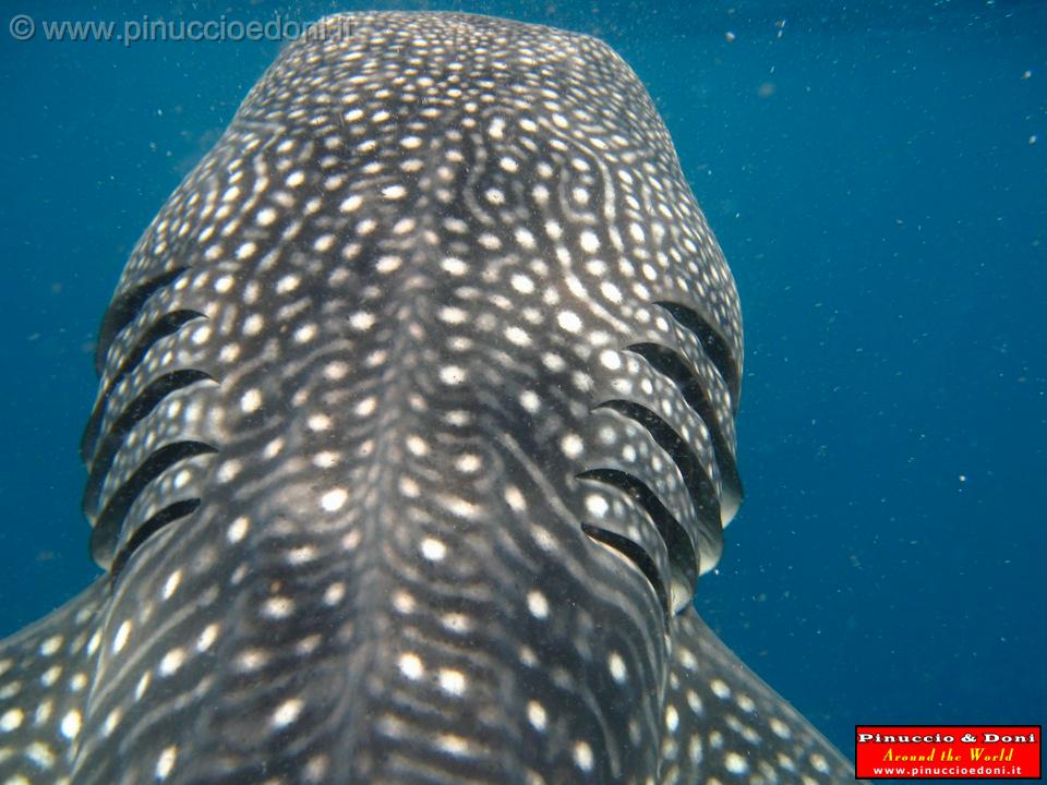 Djibouti - Whale Shark in the Gulf of Aden - 04.jpg